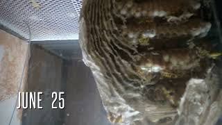 Yellowjacket Nest Time Lapse Week 4 [upl. by Pascasia423]