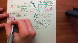 Receptor Tyrosine Kinases Part 13 [upl. by Nerta270]