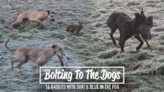 Bolting To The Dogs  16 rabbits with Suki amp Blue in the fog [upl. by Faruq]