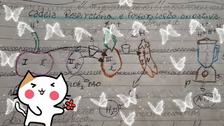 explicando cadeia respiratória e fosforilação oxidativa como se fosse uma grande vitamina [upl. by Acissaj]