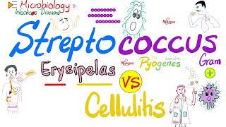 Erysipelas vs Cellulitis  Group A ßhemolytic Streptococcus  Microbiology 🧫 amp Infectious Diseases🦠 [upl. by Snell431]