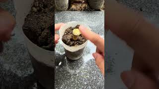 Smart method of propagating aloe vera using branches shorts [upl. by Orella18]