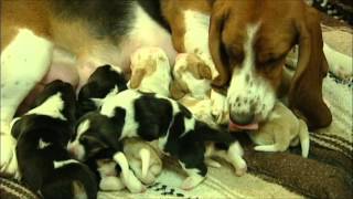 Wonderful Basset Hound Puppies Nursing [upl. by Olnee519]