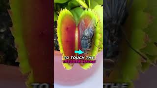 How to Escape a Venus Flytrap [upl. by Jenilee787]