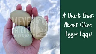 A Quick Chat About Olive Egger Eggs [upl. by Aynwat]