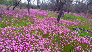 Roadtrip to Western Australia wildflower country [upl. by Ayal]