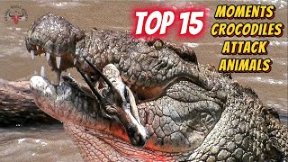 Top 15 Moments Crocodiles Attack Animals  Animal World Momnet [upl. by Tilly134]