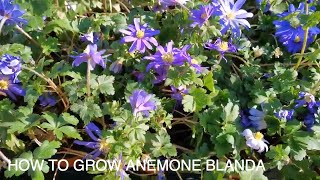 How to Grow Anemone Blanda [upl. by Nirrac]