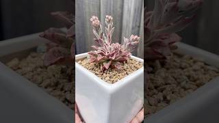 Echeveria Fantastic Fountain echeveria succulent plants succulentflowers succulentobsession [upl. by Otter710]