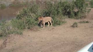 Lion kills a wildebeest  Close up Amazing upsetting too [upl. by Iliam]