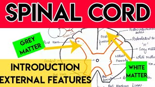 Spinal cord Anatomy [upl. by Legra73]