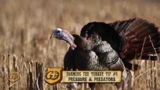 Consider Predators When Planting Chufa for Wild Turkey [upl. by Victorie]