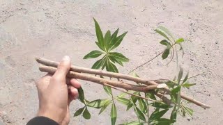 How to grow Green Buttonwood Conocarpus among fastest growing trees from cutting [upl. by Braynard335]