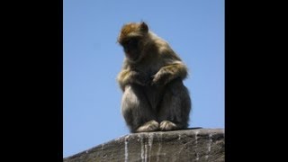 Funny Monkeys at Rock of Gibraltar [upl. by Darryn]