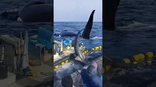 shark ocean whale fish dolphin shortsviral nature yearofyou epic wildlifephotography [upl. by Hanni]