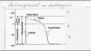 Aktionspotential am Arbeitsmyokard [upl. by Elocen]