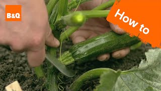 How to grow amp harvest courgettes [upl. by Gniliem843]