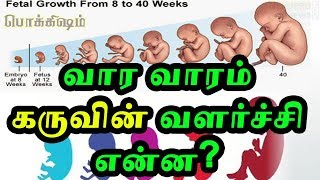 வார வாரம் கருவின் வளர்ச்சி என்ன  Fetal development week by week  Tamil Pokkisham [upl. by Soilissav313]