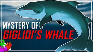 Is There A Mysterious DoubleFinned Whale Out There – Giglioli’s Whale  Sea Monsters Of The World [upl. by Ecirad952]