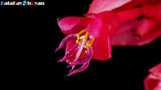 Medinilla Magnifica Flower Rose Grape Bloom TimeLapse  balakayohdyan [upl. by Ailuy110]