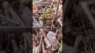 Its Fiddlehead Time in central New Hampshire [upl. by Iaka414]