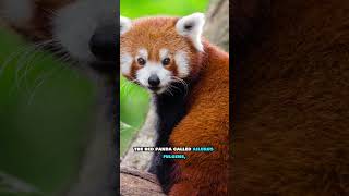 Fact About Firefox Logo facts animals [upl. by Combe]