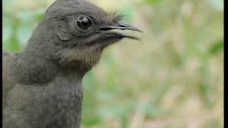 Attenborough the amazing Lyre Bird sings like a chainsaw Now in high quality  BBC Earth [upl. by Noivart]