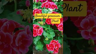 Care of geranium naturewithgudiya flowers homeplanting love nature flowers [upl. by Lona500]