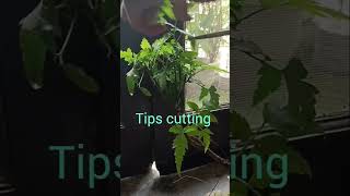 Neem plant ko de rhi hu bonsai look bonsai neembonsai shortvideo bonsaiplants viralvideo [upl. by Anahsal]