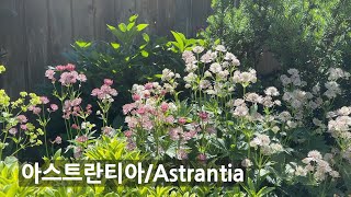 아스트란티아Astrantia major 노지월동  다년생 오래 피는 야생화 Small Garden in Vancouver [upl. by Gosser]