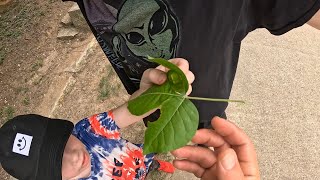 Grasshopper Invasion while hiking in the woods [upl. by Gianna]