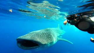 El encuentro con el Tiburón Ballena  Isla Mujeres México [upl. by Eltotsira]