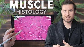 Muscle Histology Explained for Beginners  Corporis [upl. by Bettencourt447]