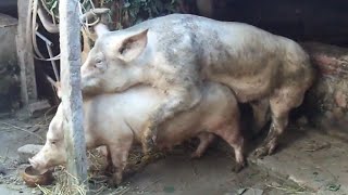 Pig mating 2024 Large Boar Vs Small Sow🐷Dusama Farms 117 [upl. by Meeki25]