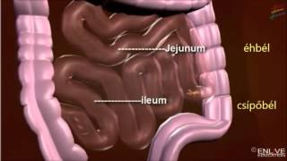 Az emésztőrendszer működése [upl. by Animas200]