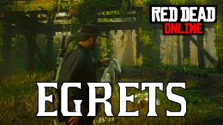 RDR2 Online  All Egret Locations  Little Egret Snowy Egret Reddish Egret [upl. by Morena]