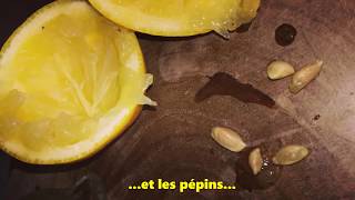 Comment faire germer un pépin de Citron [upl. by Creight]