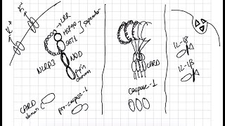 Patern Tanıma Reseptörleri 3  immünoloji konu anlatımı  NLRs inflamazom enflamazom [upl. by Alaikim388]