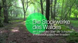 Die Stockwerke des Waldes  Einleitung [upl. by Tacye519]