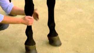 Using Absorbine Veterinary Liniment [upl. by Yance]