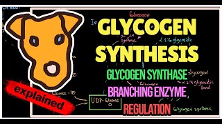 Glycogen Synthesis Regulation Mechanism of Glycogen synthase Branching enzyme [upl. by Sabas]