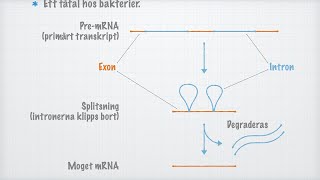 Hur mRNAmolekylen mognar splitsning [upl. by Outlaw]