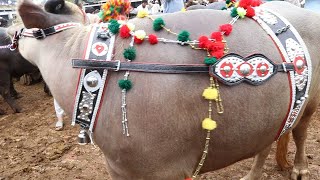 The Biggest Cow Mandi Of Pakistan  Maal Mandi Nasar pur Peshawar [upl. by Nueormahc]