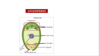 Micropyle and Chalaza end neet2024 neetbiology angiosperms [upl. by Chere]