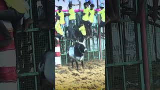 செம்மனூர் Jallikattu 2024  maravarmanpictures [upl. by Ramilahs506]