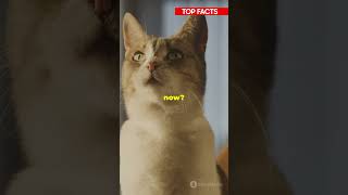 Shocking facts about cats [upl. by Baily]