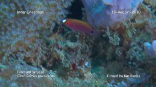 Finespot Wrasse Cirrhilabrus punctatus [upl. by Knowling981]