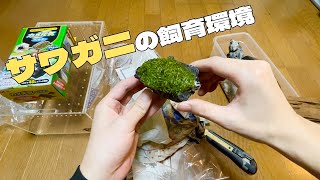 【サワガニ】かに掬いでGETしたサワガニ【飼育環境作成】 [upl. by Harlene]