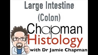 3 Min Histology  Large Intestine Colon [upl. by Hadleigh]