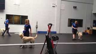 Guide DogsInTraining Demonstration at the Training Centre in Atherton [upl. by Caesar]